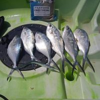 PASTURA PESCA IN MARE ELLEVI - BOGA SALPA ALGA VERDE KG1 - immagine 3