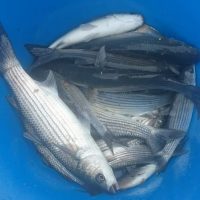 PASTURA PESCA IN MARE ELLEVI - BOGA SALPA ALGA VERDE KG1 - immagine 2